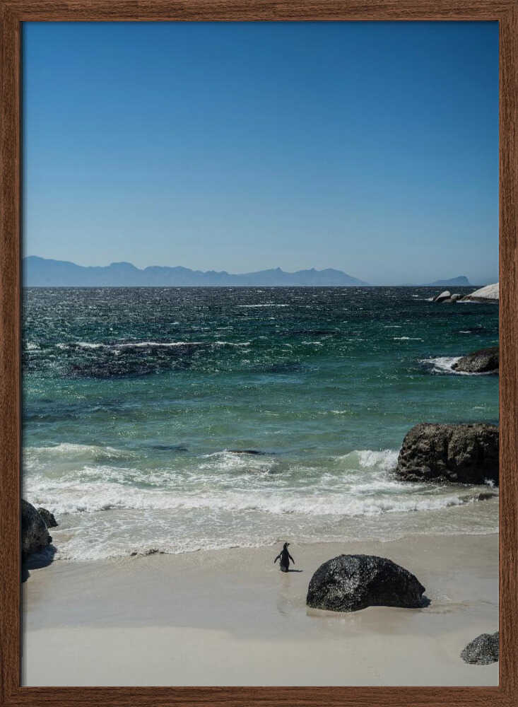 Penguin's Beach Walk Poster