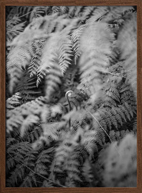 Black And White Photograph Poster