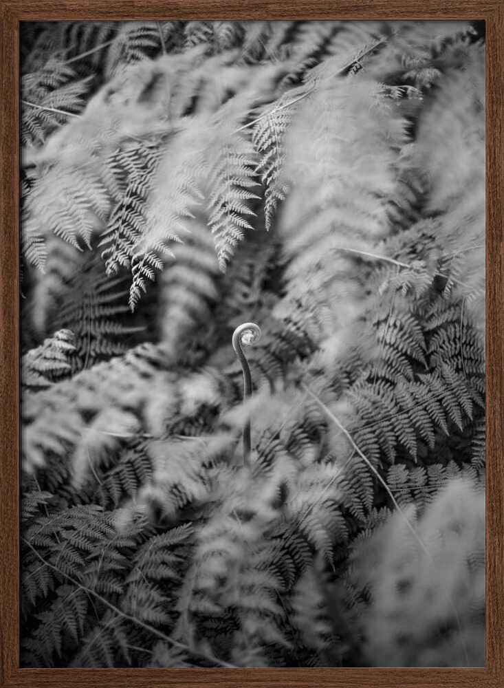 Black And White Photograph Poster