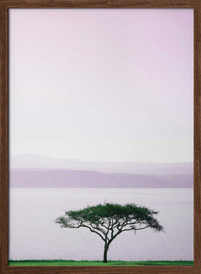 Tree By A Tranquil Lake Poster