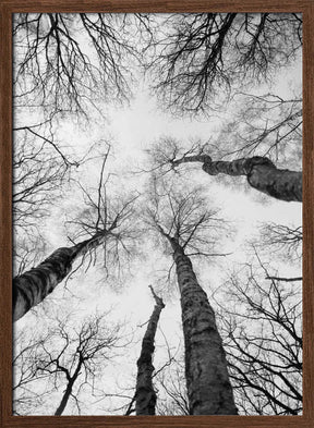 Reaching Branches Poster