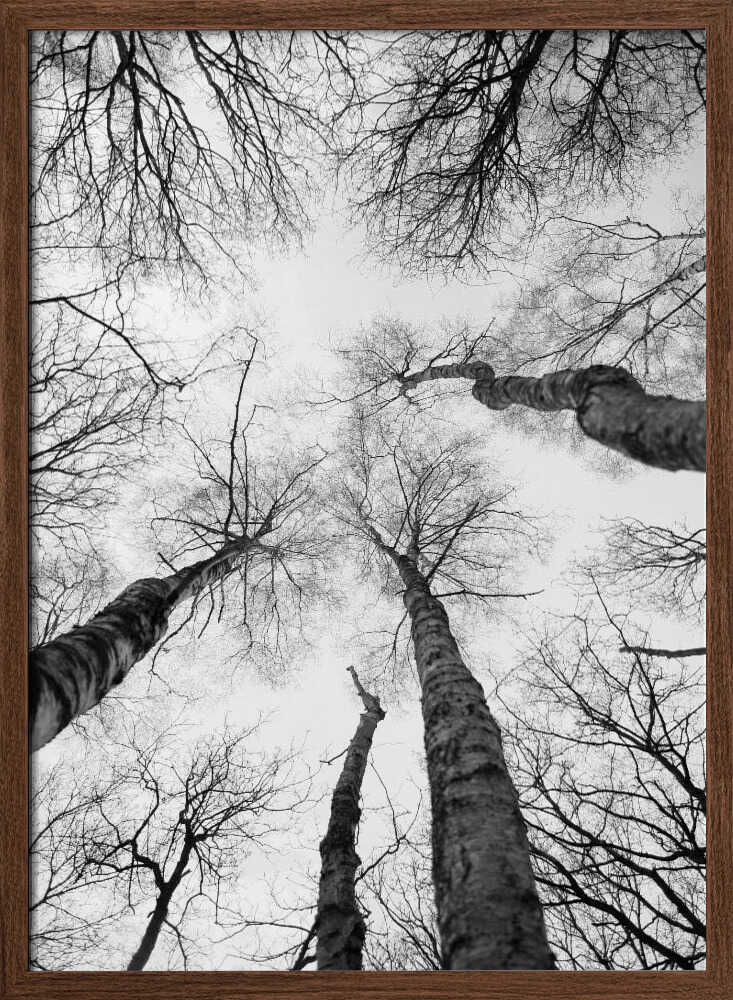 Reaching Branches Poster