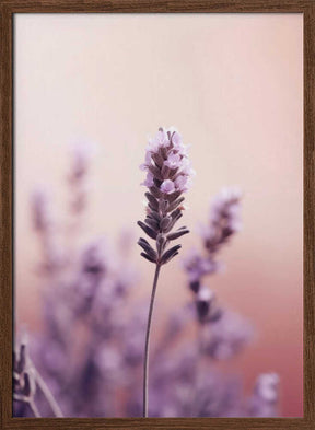 Lavender Serenity Poster