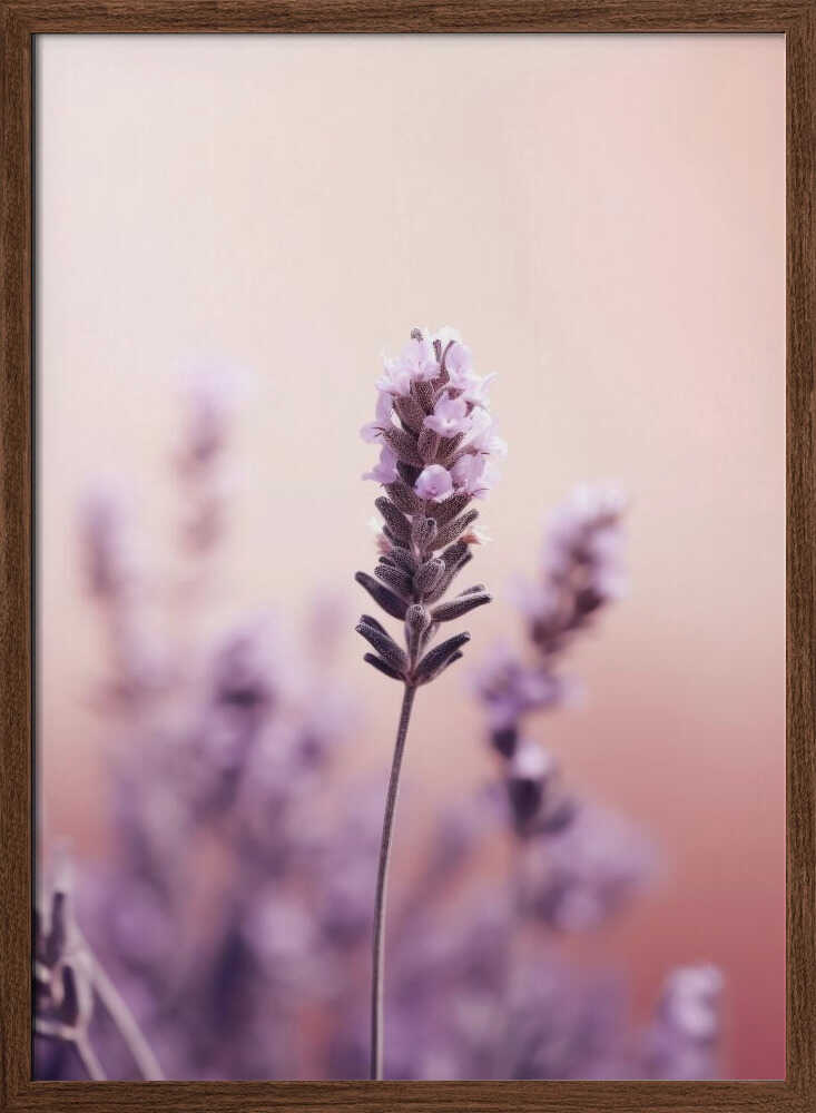 Lavender Serenity Poster