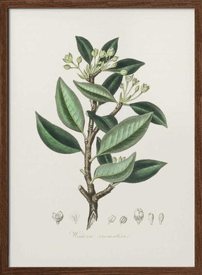 Wintera Aromatica Medical Botany Poster
