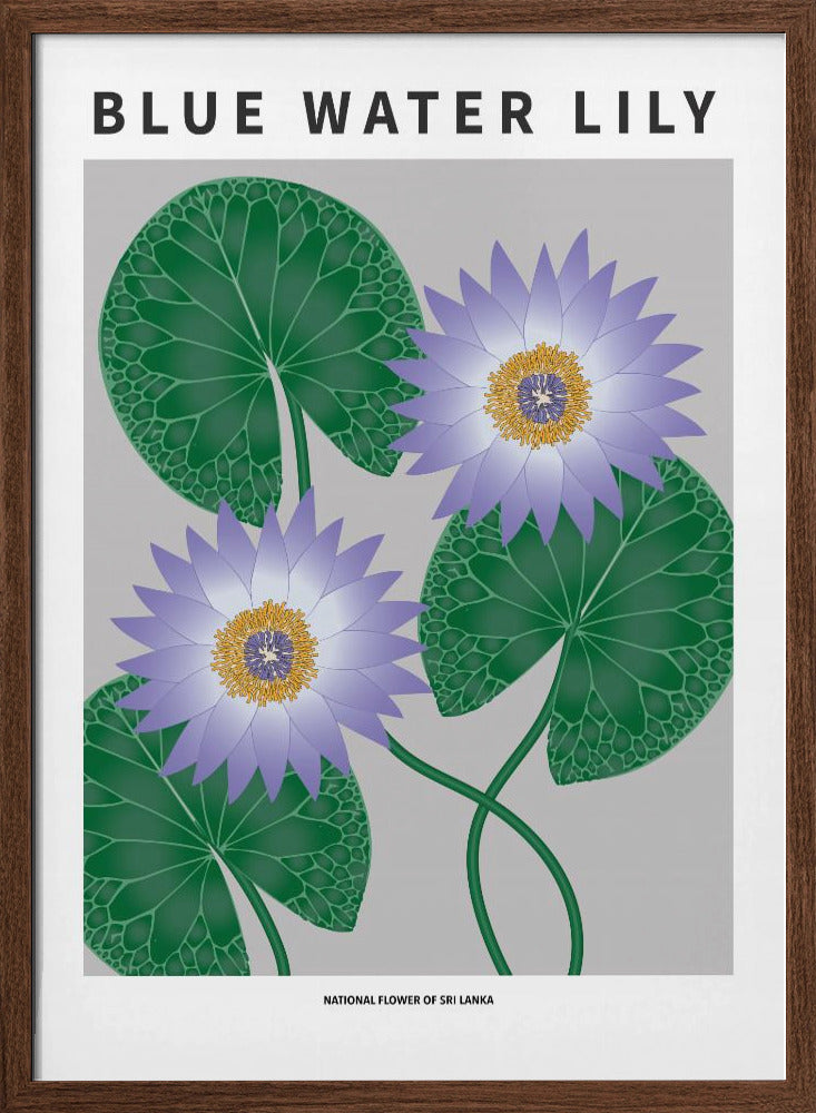 national flower of sri lanka blue water lily Blue Water Lily
