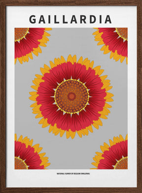 Gaillardia - National flower of Belgium Poster