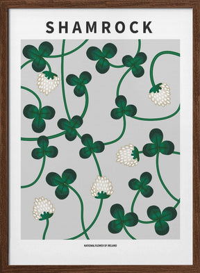 Shamrock - National flower of Ireland Poster
