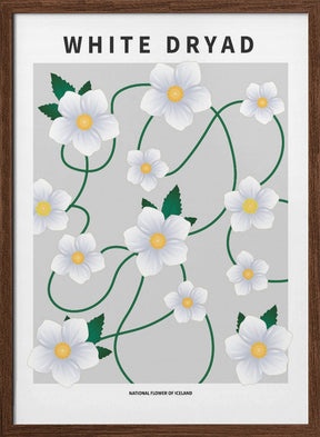 White dryad - National flower of Iceland Poster