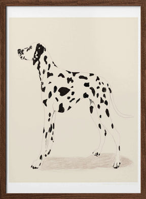 Pandc Dalmation Poster