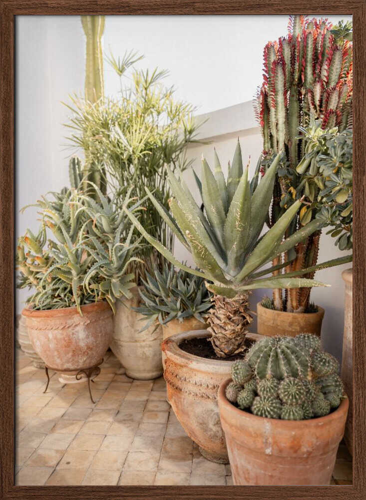 Garden with Various Potted Succulents and Cacti Poster
