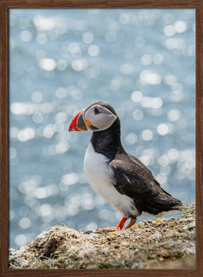 Scottish Puffin Poster