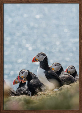 Scottish Puffins Poster