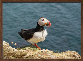 Puffin on Canna Island Poster