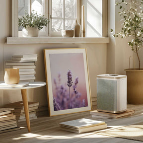 Lavender Serenity Poster