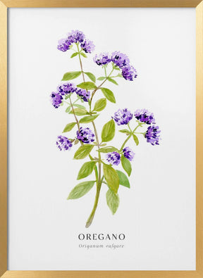 Oregano I Poster