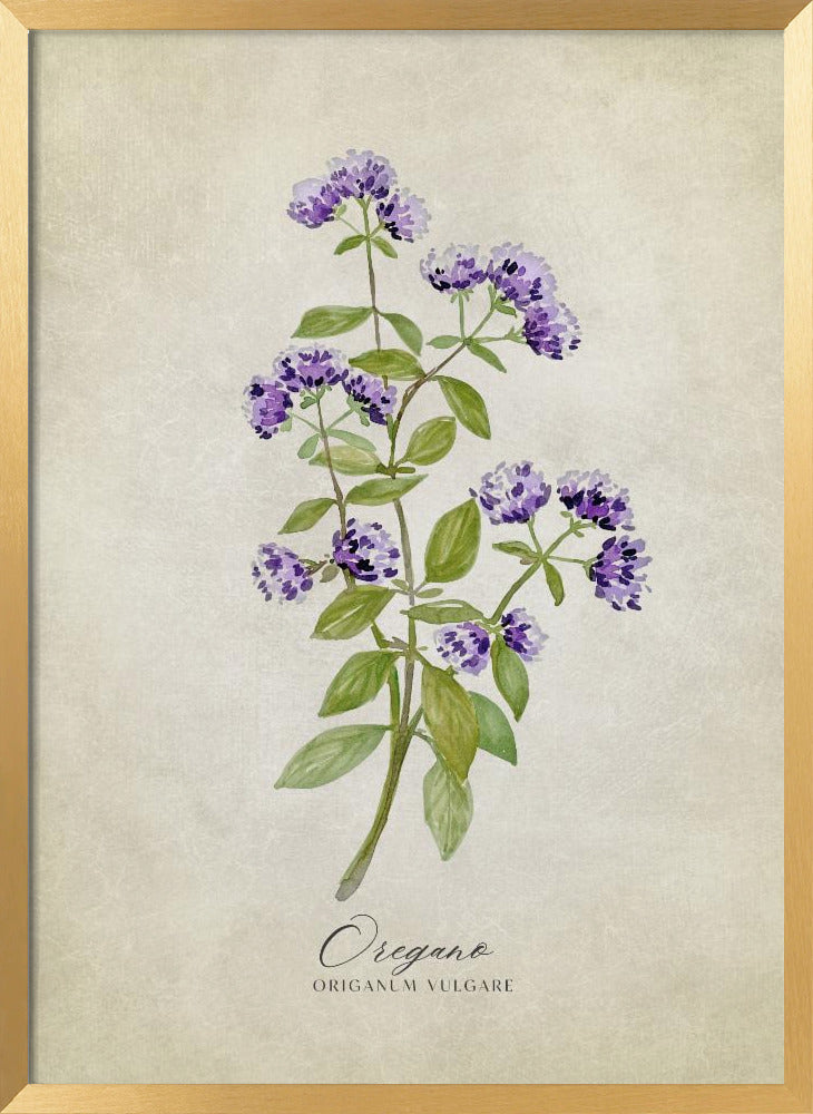 Oregano vintage Poster