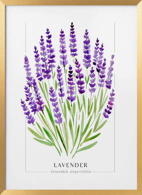 Lavender II Poster