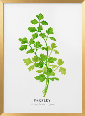 Parsley I Poster