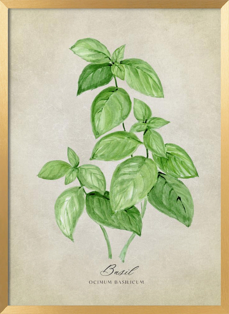 Basil vintage Poster