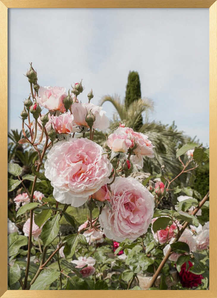 Garden Roses Poster