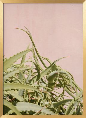 Cacti on Pink Poster