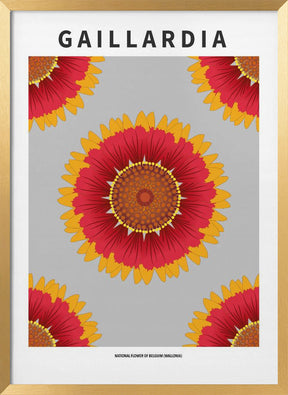 Gaillardia - National flower of Belgium Poster