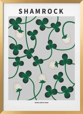 Shamrock - National flower of Ireland Poster