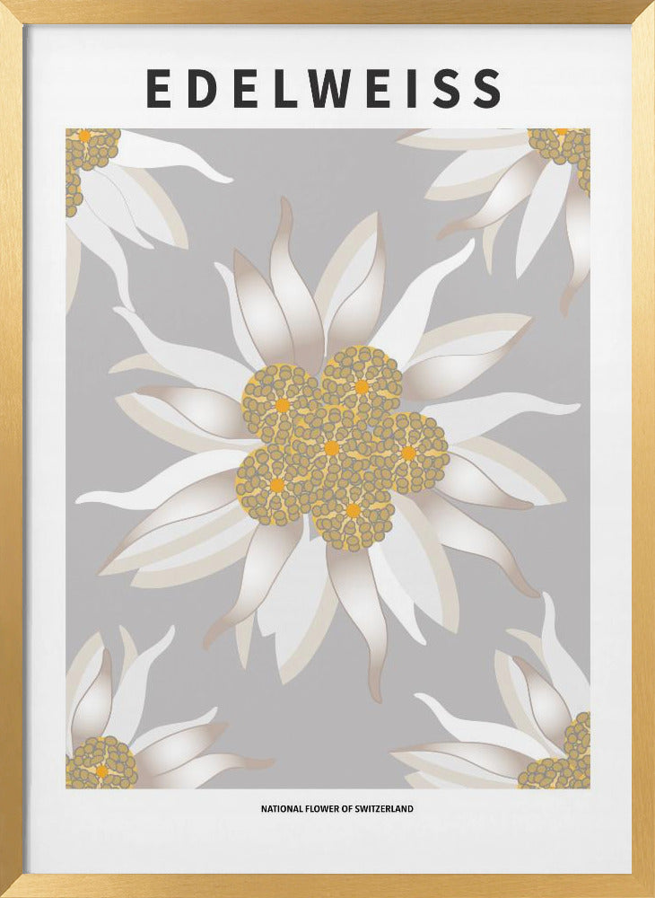 Herbier Encadré Edelweiss – Fleur De Montagne – Décoration Murale Nature