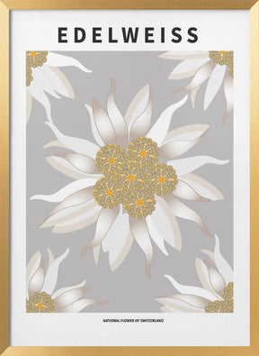 Edelweiss - National flower of Switzerland Poster