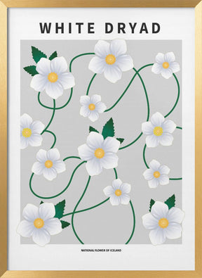 White dryad - National flower of Iceland Poster
