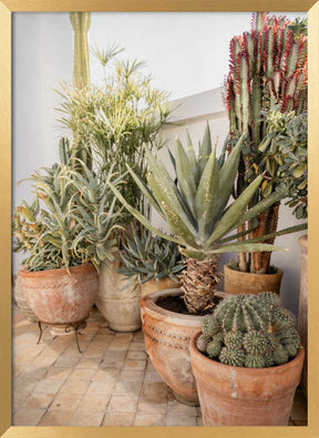 Garden with Various Potted Succulents and Cacti Poster
