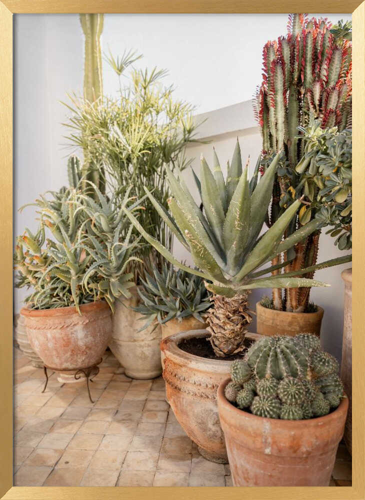 Garden with Various Potted Succulents and Cacti Poster