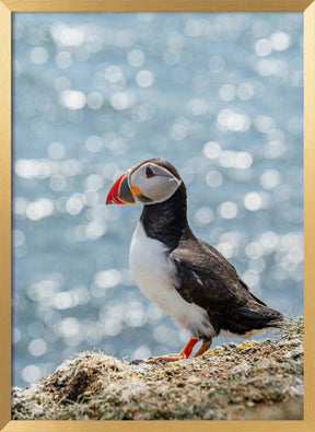 Scottish Puffin Poster