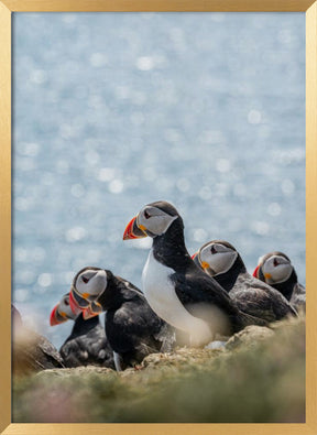 Scottish Puffins Poster