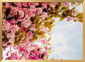 Blossom In Pink Poster