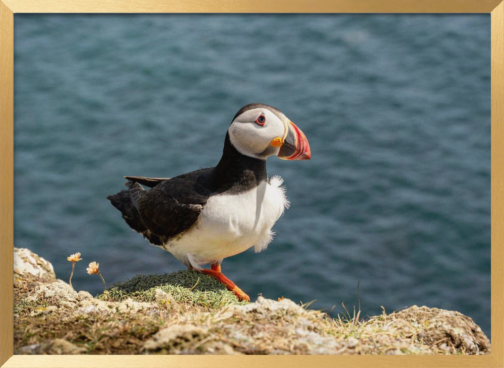 Puffin on Canna Island Poster