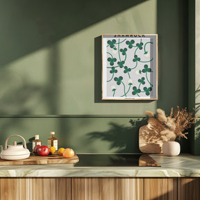 Shamrock - National flower of Ireland Poster