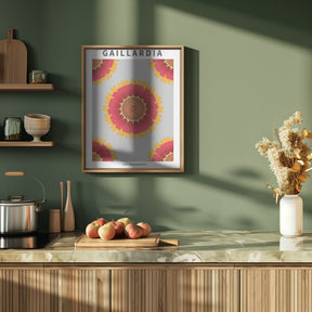 Gaillardia - National flower of Belgium Poster