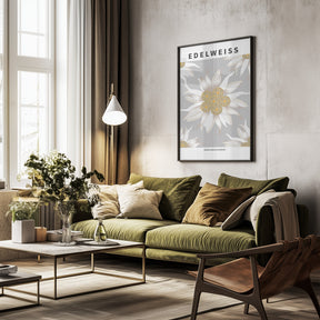 Edelweiss - National flower of Switzerland Poster