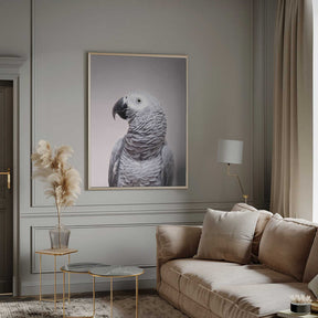 African Grey Poster