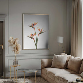 Birds of Paradise Poster