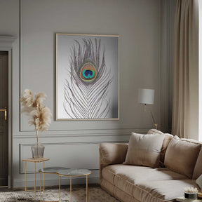 Peacock Feather Poster
