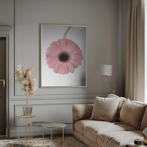 Pink Gerbera II Poster