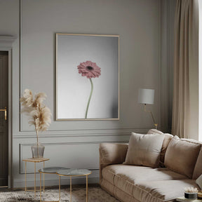 Pink Gerbera Poster