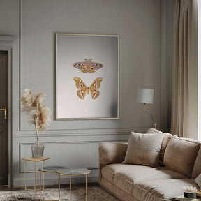 Moths Poster