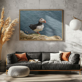 Puffin on Canna Island Poster