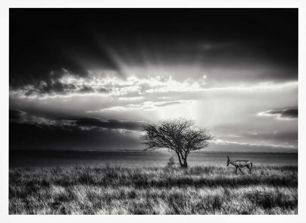 sunrise with hartebeest Poster