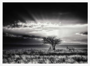 sunrise with hartebeest Poster
