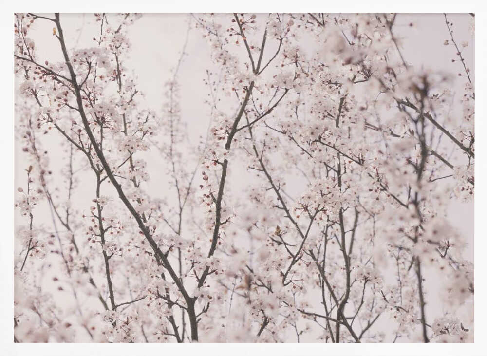 Spring blossoms Poster